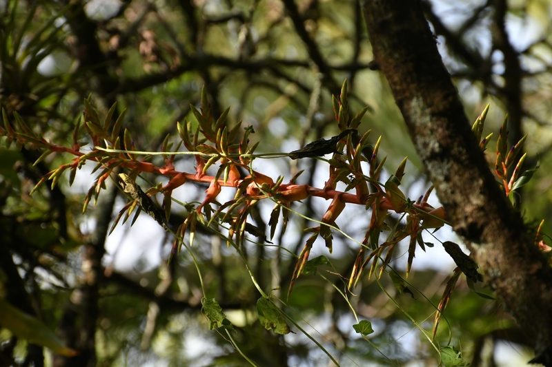 Tillandsia excelsa, photographed by Neptalí Ramírez Marcial