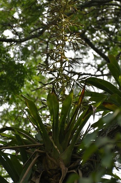 Tillandsia excelsa, photographed by Neptalí Ramírez Marcial