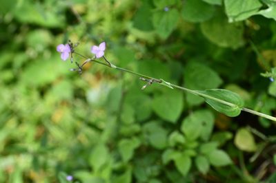 Tripogandra amplexicaulis, photographed by Neptalí Ramírez Marcial