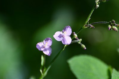 Tripogandra amplexicaulis, photographed by Neptalí Ramírez Marcial
