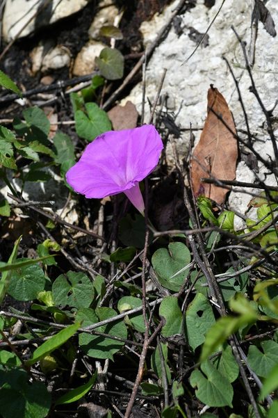 Ipomoea suffulta, photographed by Neptalí Ramírez Marcial