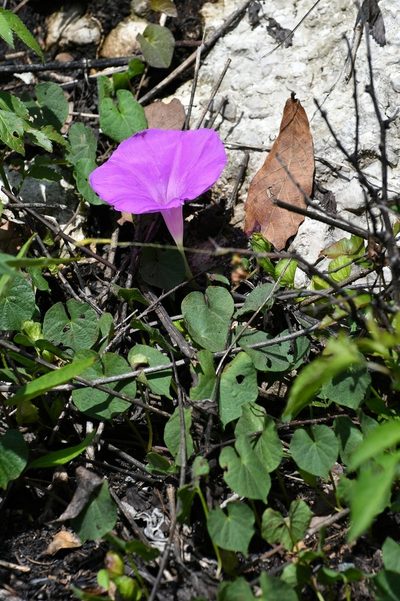 Ipomoea suffulta, photographed by Neptalí Ramírez Marcial