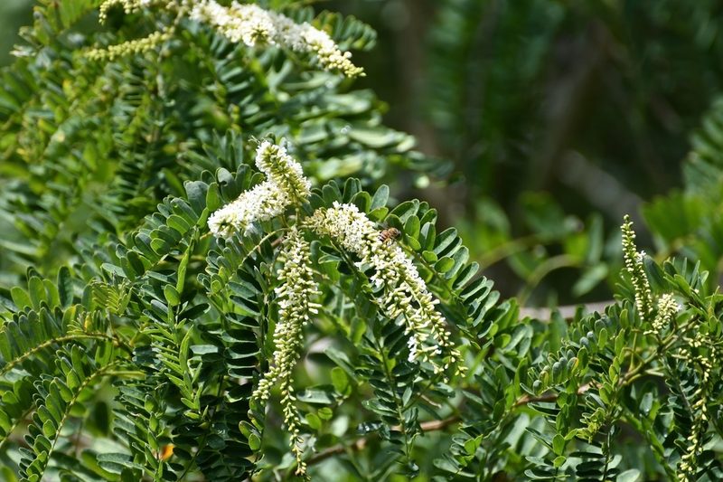 Eysenhardtia adenostylis, photographed by Neptalí Ramírez Marcial