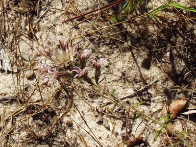Liatris hesperelegans, photographed by Annika Lindqvist