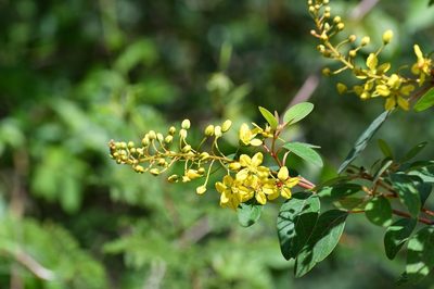 Galphimia speciosa, photographed by Neptalí Ramírez Marcial