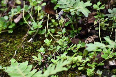 Peperomia quadrifolia, photographed by Neptalí Ramírez Marcial