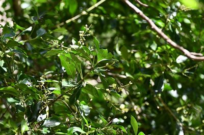 Chiococca phaenostemon, photographed by Neptalí Ramírez Marcial