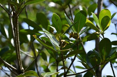 Ternstroemia tepezapote, photographed by Neptalí Ramírez Marcial