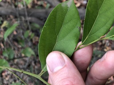 Cryptocarya triplinervis, photographed by Greg Tasney
