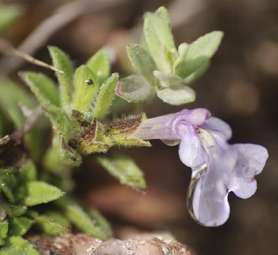 Salvia axillaris, photographed by Carlos Martorell