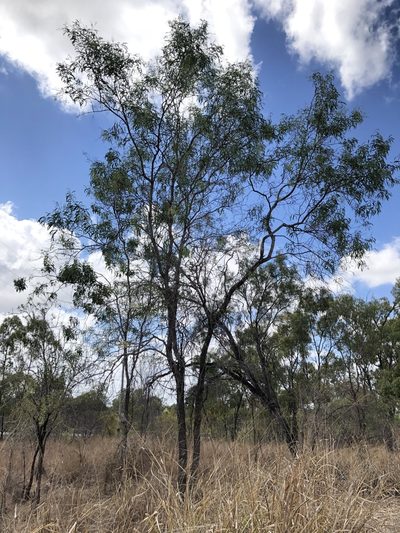 Atalaya hemiglauca, photographed by elawrey