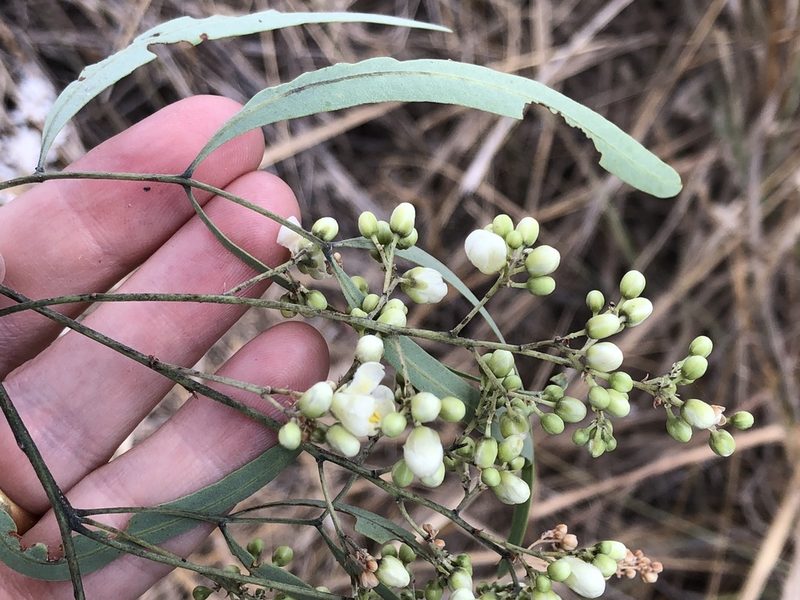 Atalaya hemiglauca, photographed by elawrey