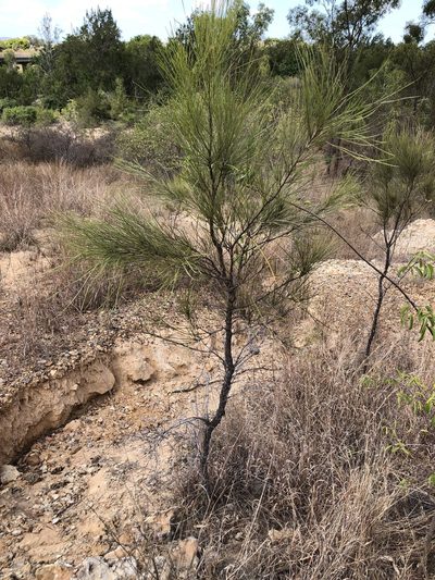 Grevillea parallela, photographed by elawrey