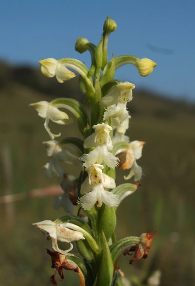 Habenaria cephalotes, photographed by Siddarth Machado