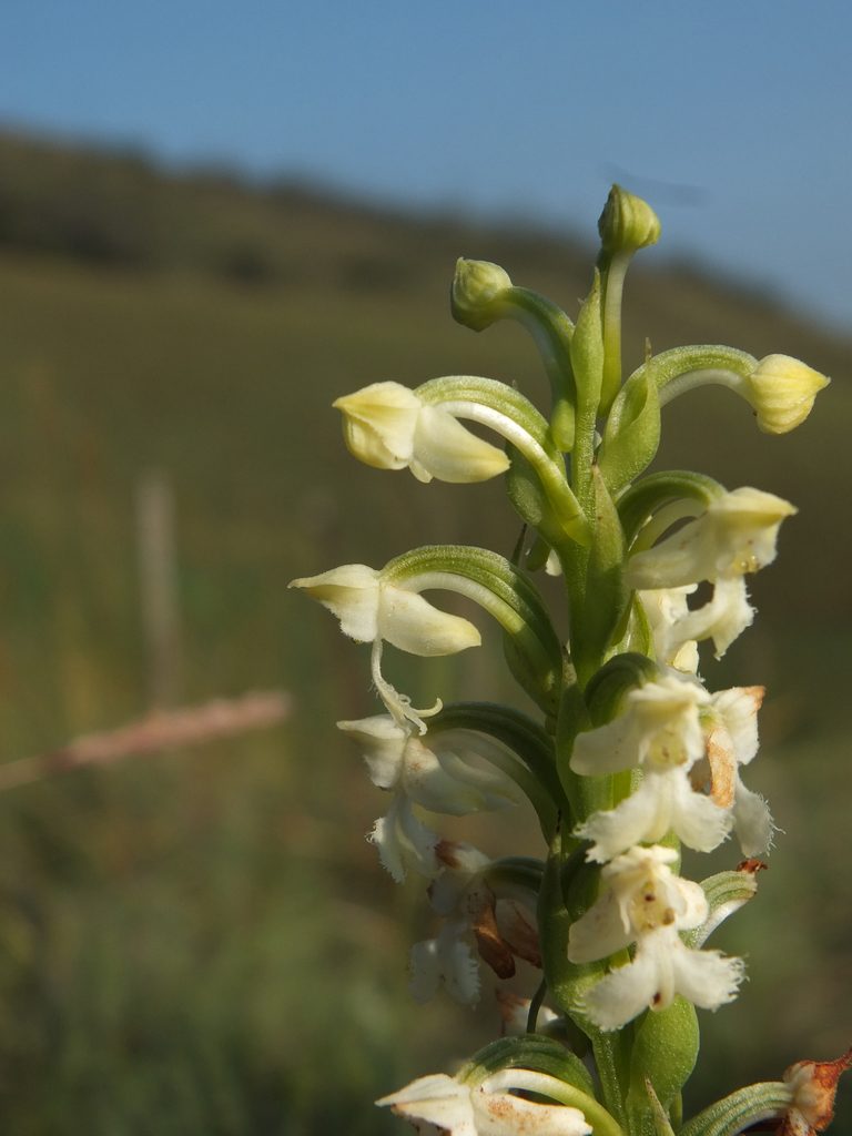 Habenaria cephalotes, photographed by Siddarth Machado