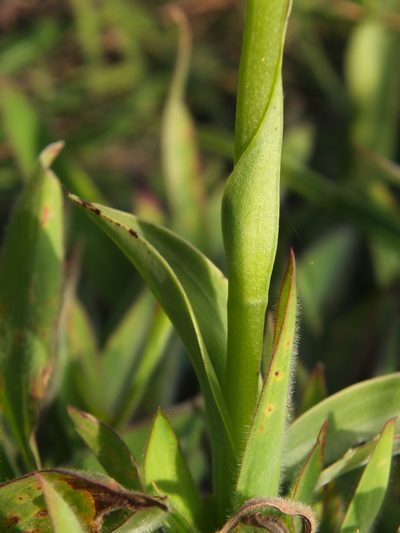 Habenaria cephalotes, photographed by Siddarth Machado