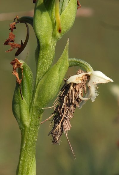 Habenaria cephalotes, photographed by Siddarth Machado