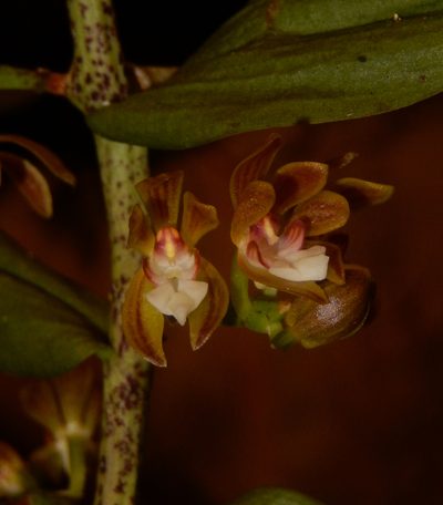 Trichoglottis tenera, photographed by Siddarth Machado