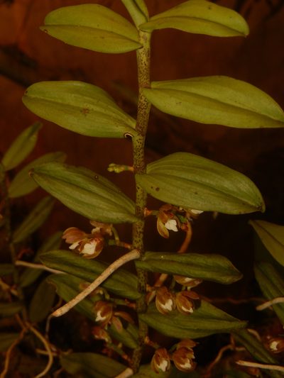 Trichoglottis tenera, photographed by Siddarth Machado