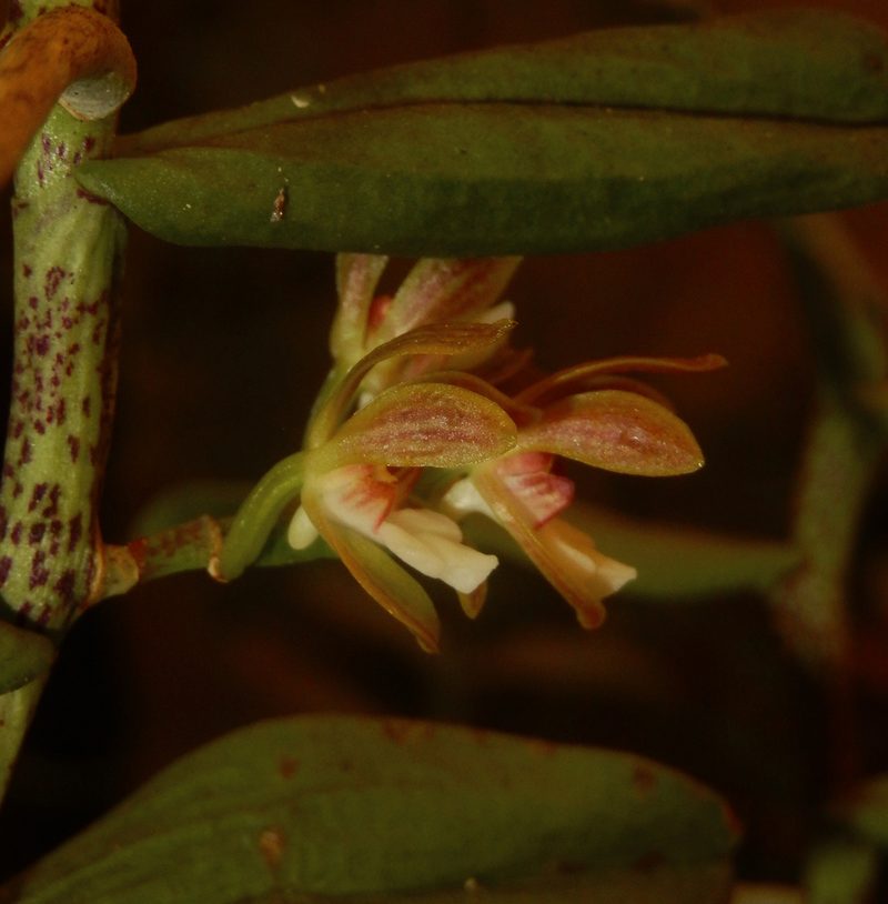 Trichoglottis tenera, photographed by Siddarth Machado