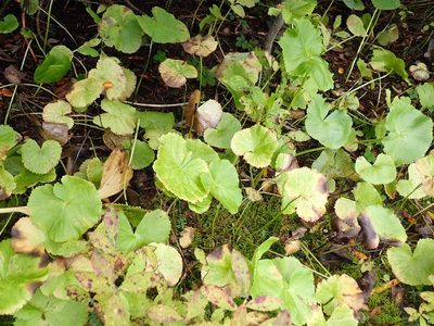 Caltha biflora, photographed by John Brew