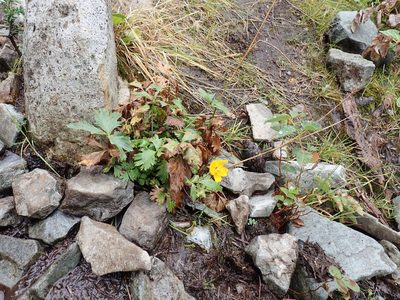 Potentilla flabellifolia, photographed by John Brew