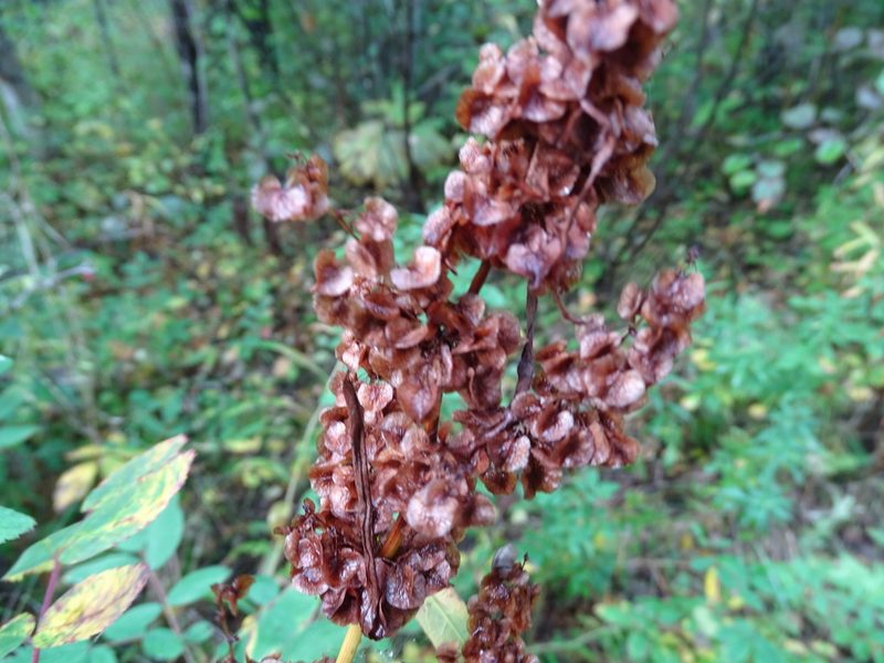 Rumex longifolius, photographed by Reuven Martin