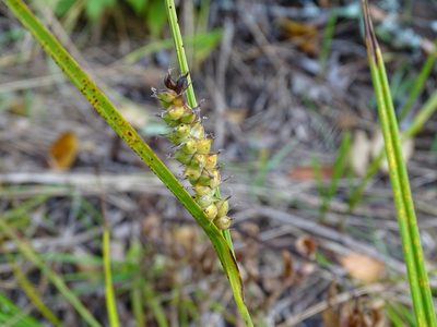 Carex houghtoniana, photographed by Reuven Martin