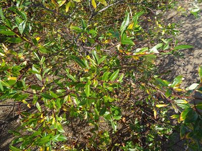 Salix planifolia, photographed by Reuven Martin