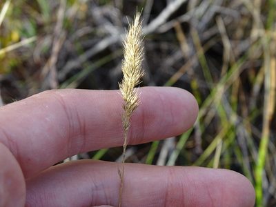Muhlenbergia glomerata, photographed by Reuven Martin