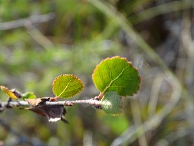 Betula pumila, photographed by Reuven Martin