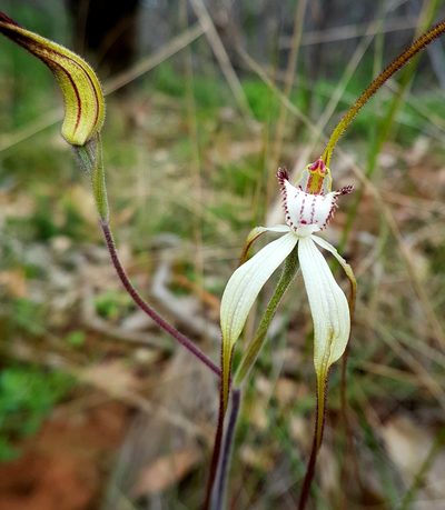 Caladenia venusta, photographed by Peter Crowcroft