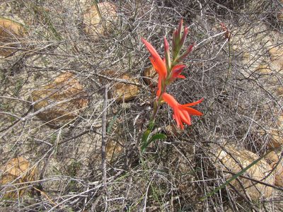 Watsonia spectabilis, photographed by douglaseustonbrown