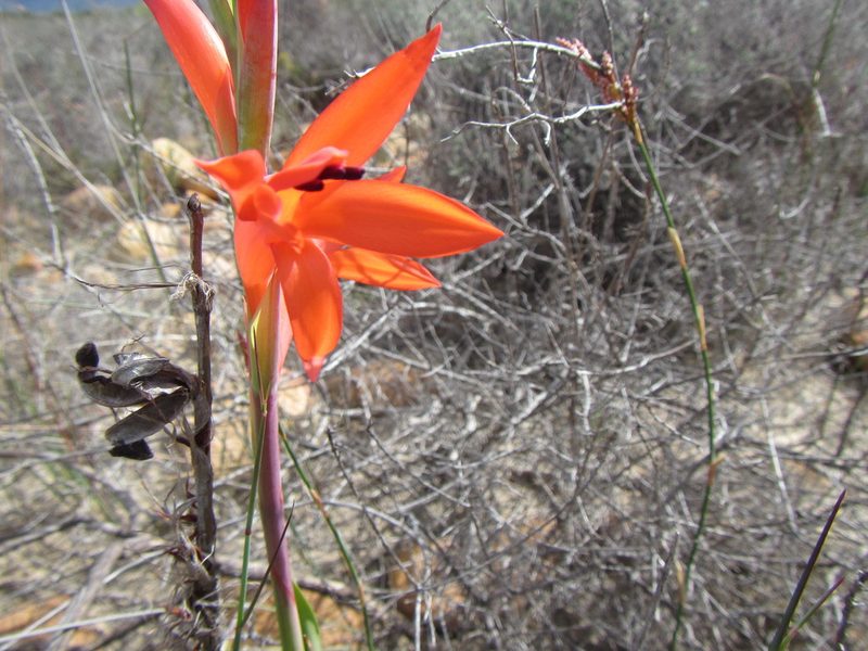 Watsonia spectabilis, photographed by douglaseustonbrown