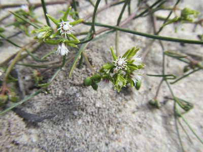 Eustegia minuta, photographed by douglaseustonbrown