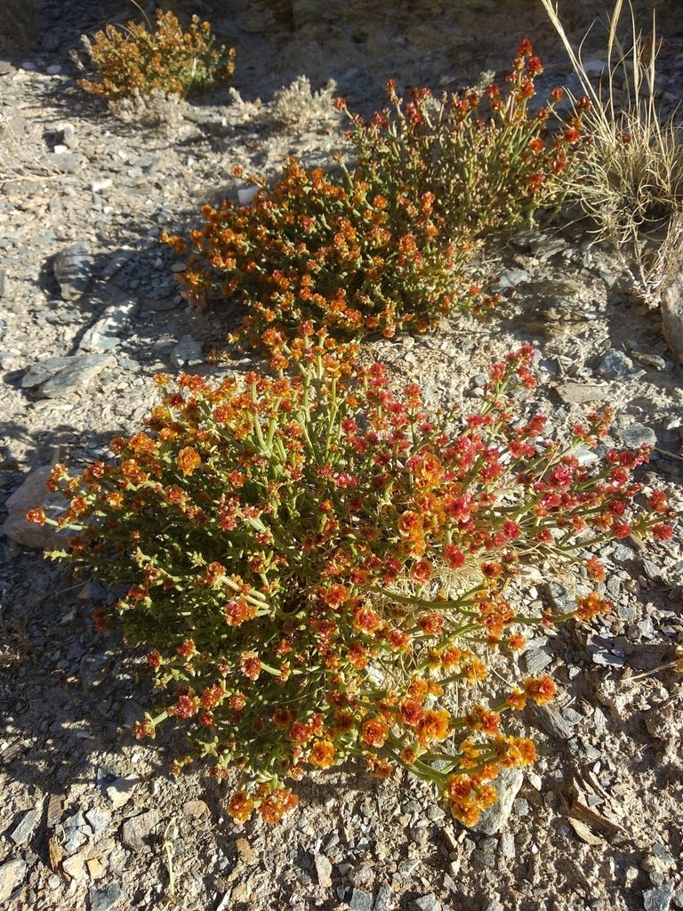 Anabasis brevifolia, photographed by Svyatoslav Knyazev