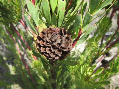 Leucadendron chamelaea, photographed by douglaseustonbrown