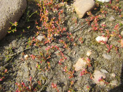 Crassula vaillantii, photographed by douglaseustonbrown