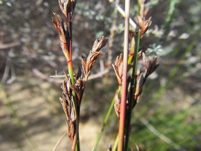 Schoenus pseudoloreus, photographed by douglaseustonbrown