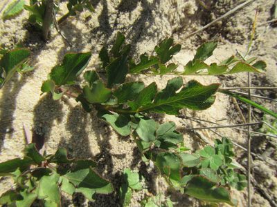 Lichtensteinia obscura, photographed by douglaseustonbrown