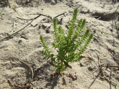 Chenopodiopsis hirta, photographed by douglaseustonbrown