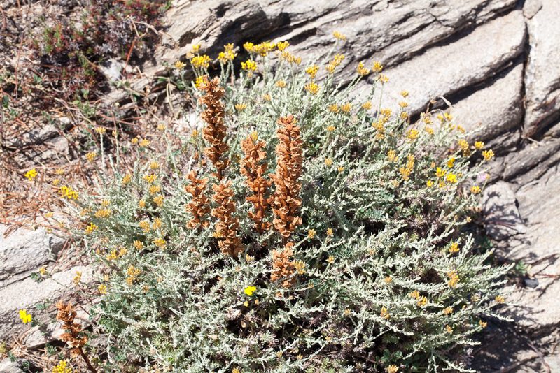 Orobanche litorea, photographed by Drepanostoma