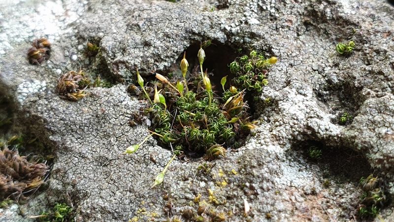 Ptychomitrium australe, photographed by Andrew Thornhill