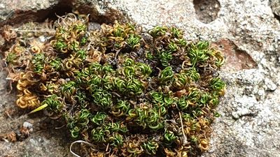 Ptychomitrium australe, photographed by Andrew Thornhill