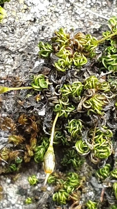 Ptychomitrium australe, photographed by Andrew Thornhill