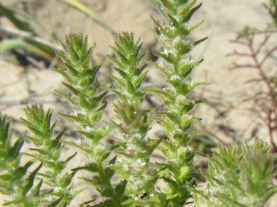 Chenopodiopsis hirta, photographed by douglaseustonbrown