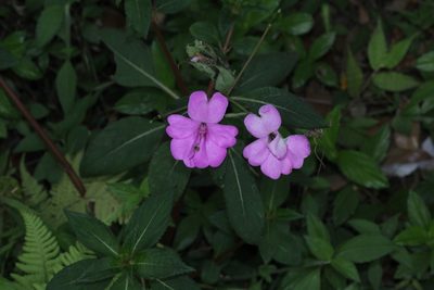 Impatiens platypetala, photographed by Franz Anthony