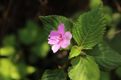 Impatiens sylvicola, photographed by Karen Eichholz