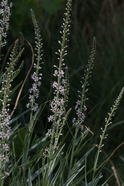 Lysimachia ephemerum, photographed by Sandy Rae