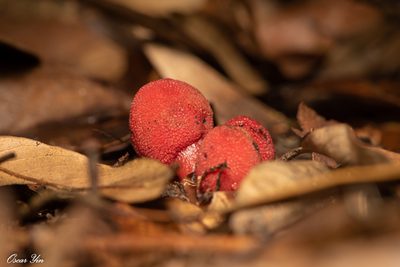 Balanophora laxiflora, photographed by 尹若宇